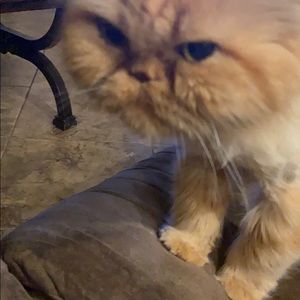 Meet your Posher, Whitney